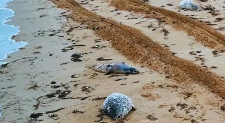 Több mint száz elpusztult fókát sodort partra a víz Kazahsztánban – a kihalás fenyegeti a kaszpi fókát