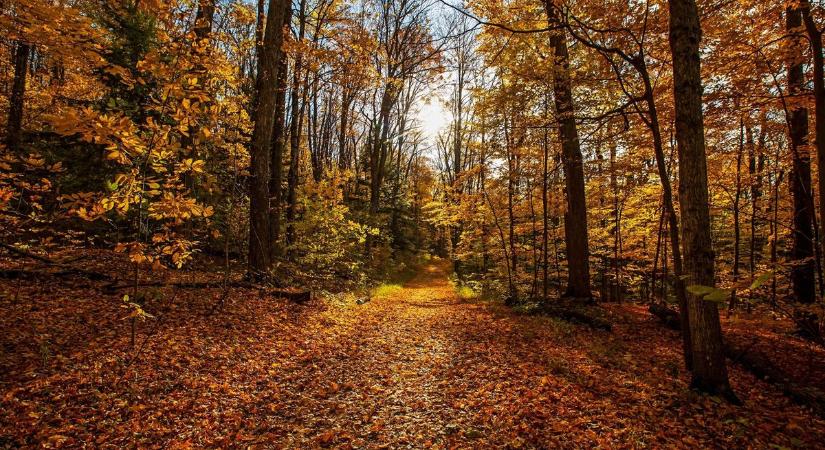 Elképesztő, miért változtatják a levelek a színüket