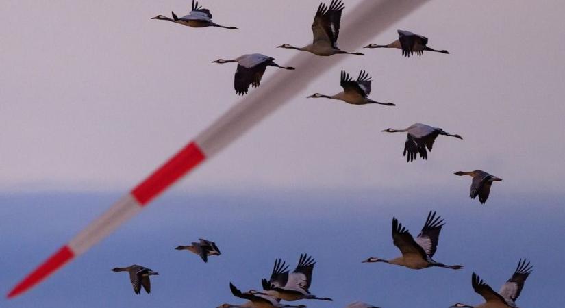 Korábban kezdődött az idén a madárinfluenza-járvány, terjed a vírus az EU-ban