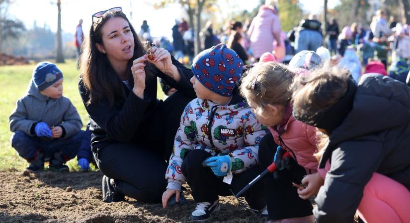 Ötezer nárciszt ültettek a kaposvári óvodások a Rippl-Rónai Villánál