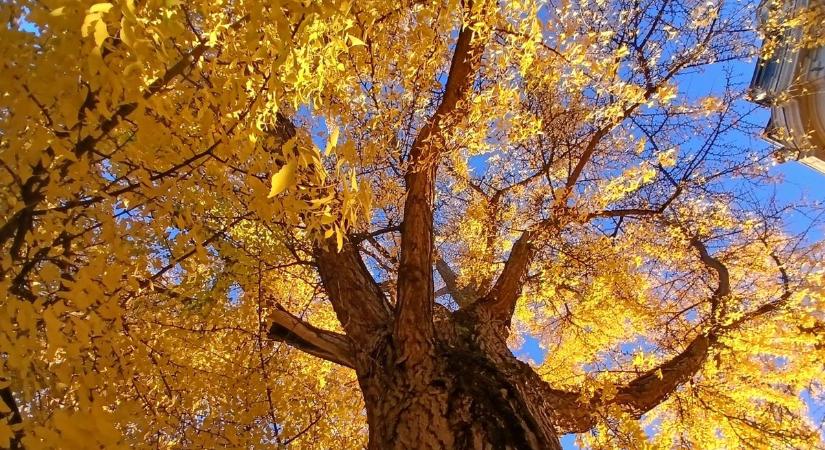 Több mint kétszáz éves a Festetics-kastély Gingko biloba fája – látta már a walesi herceg és filmben is szerepelt (galéria)