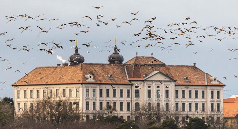 Több mint húszezer vadlúd a tatai tavon – így számolták meg őket