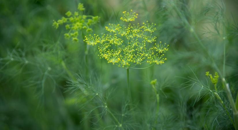 Mérgező, allergén, rákkeltő növényekről készült megbízható adatbázis képekkel