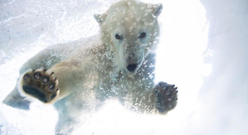 A vadon élő jegesmedvékért is sokat tesznek – ez a nyíregyházi bocsoknak is tetszik