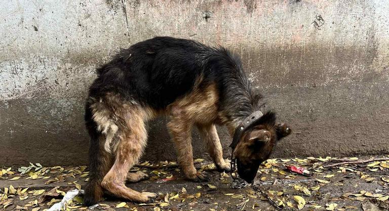 Csontsoványan mentették meg Sanyit, a német juhász kutyát