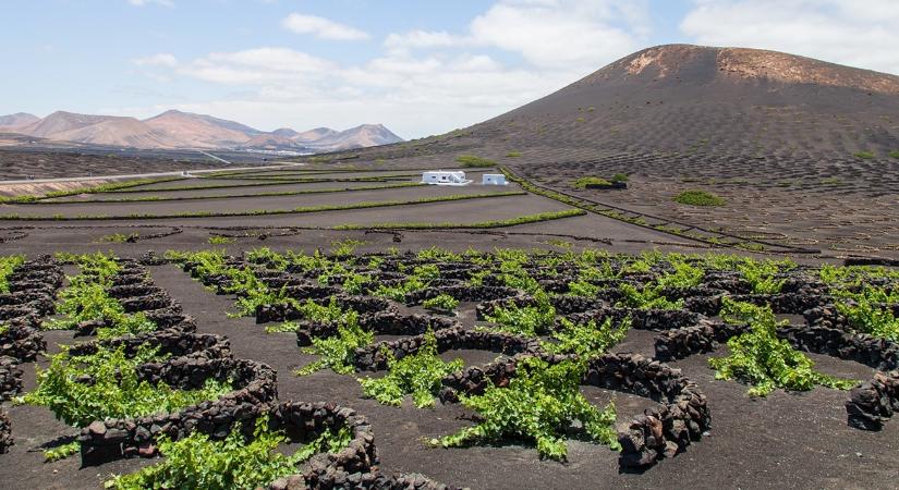 Elképzelni is nehéz, milyen talajból varázsoltak termőföldet