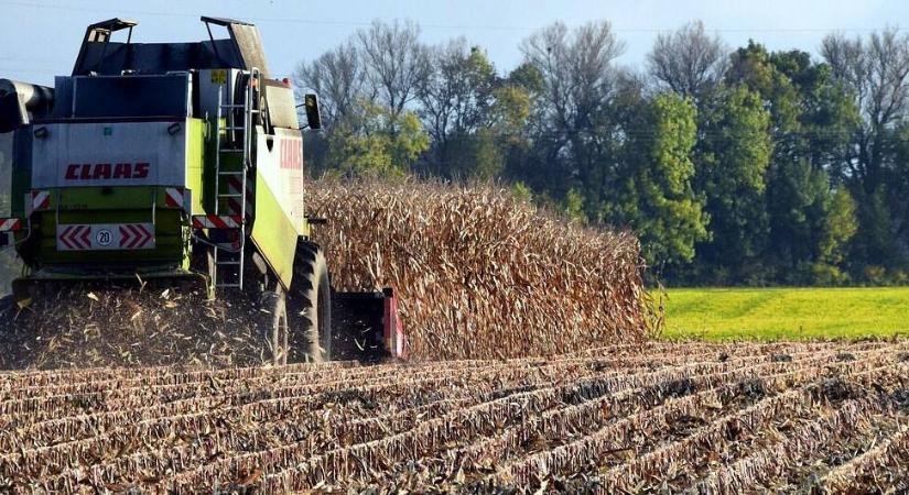 Ijesztő események hátráltatják a kukorica betakarítását, javában folynak a vizsgálatok