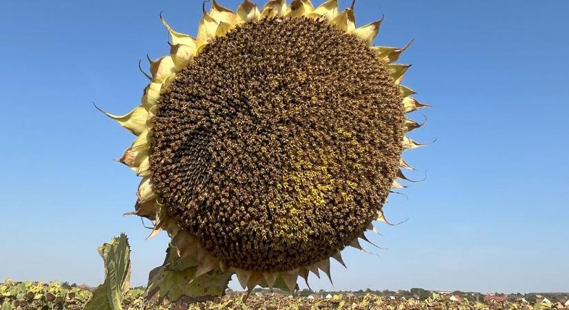 Megjelent a SAATEN-UNION tavaszi fajtakatalógusa