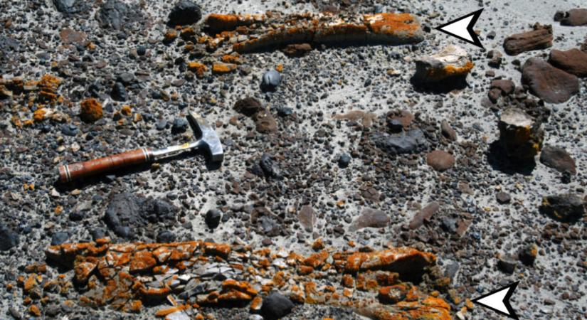 Ahol narancssárga zuzmó nő, érdemes fosszíliát keresni