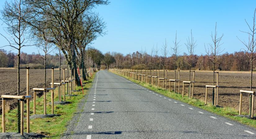 Egyre több ilyen növény van Magyarországon: lassan mindent ellephetnek?