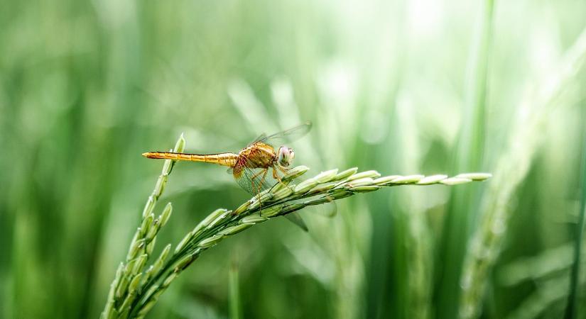 Az EU 72 kampánnyal népszerűsíti az európai agrártermékeket