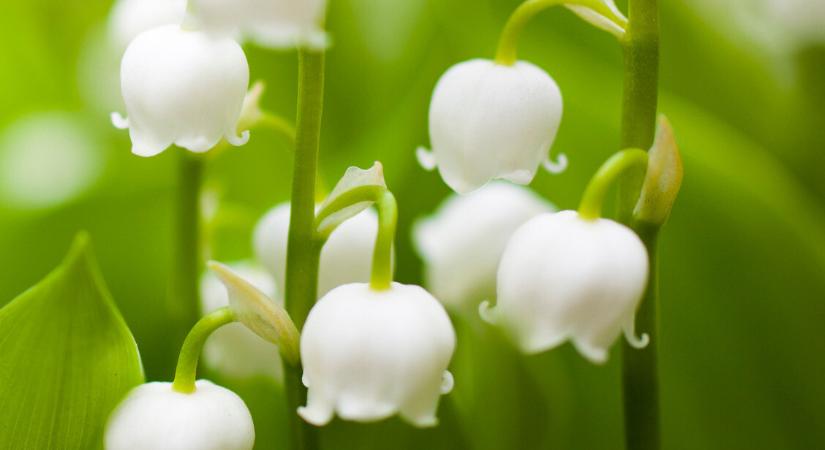 Innen tudhatod, melyik növény veszélyes – segít ez az adatbázis