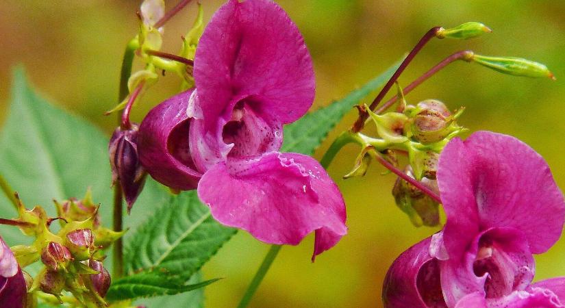 Mit „hallanak” a növények? Meglepő kutatások