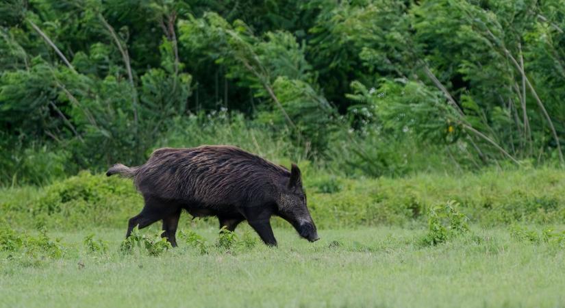 Vaddisznó-detektorokkal vadásszák az ukrán drónokat az oroszok