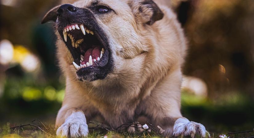 Kutyatámadás Sepsiszentgyörgy főterén: négy embert megmart, majd hirtelen megszelídült