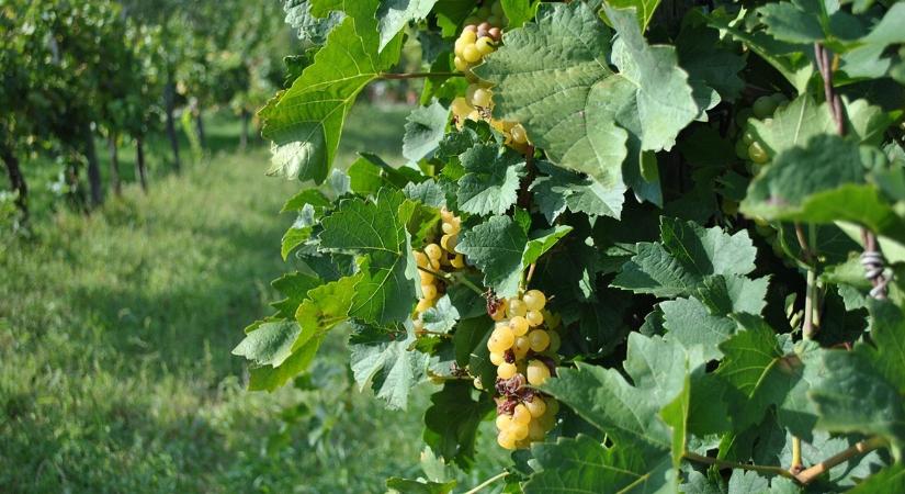 Szőlő- és bortermelők, figyelem: változott az adatszolgáltatási határidő