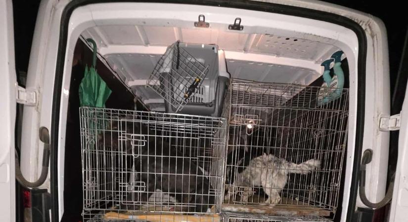 Ez egy igazi horrortanya: több mint félszáz kutya, tetemek a kukában – lezárták a helyszínt