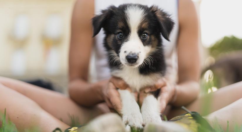 Próbára tehetik magukat a kutyagazdik