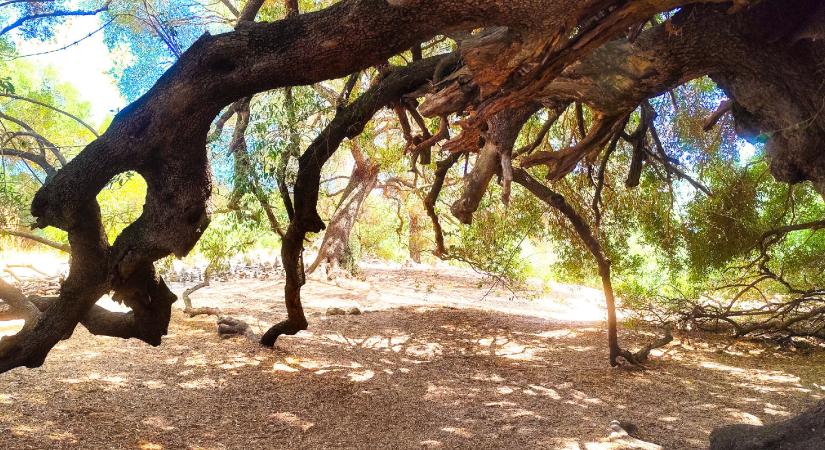 A világ egyik legidősebb fája