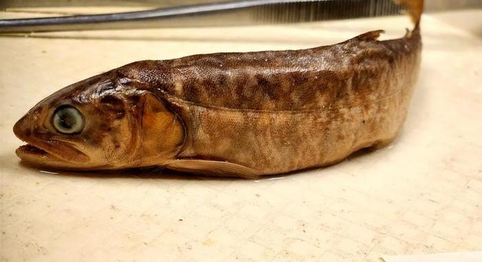 Riadó, összementek a michigani halak!