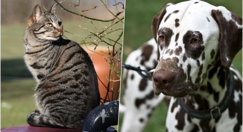 Miért csíkos a cica és pettyes a kutya? – A házi kedvencek mintázatának titkai