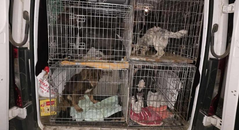 „Halott állatok mindenhol” – az állatvédők szerint nem tervezték életben hagyni a kutyákat a hevesi telepen  fotók, videó