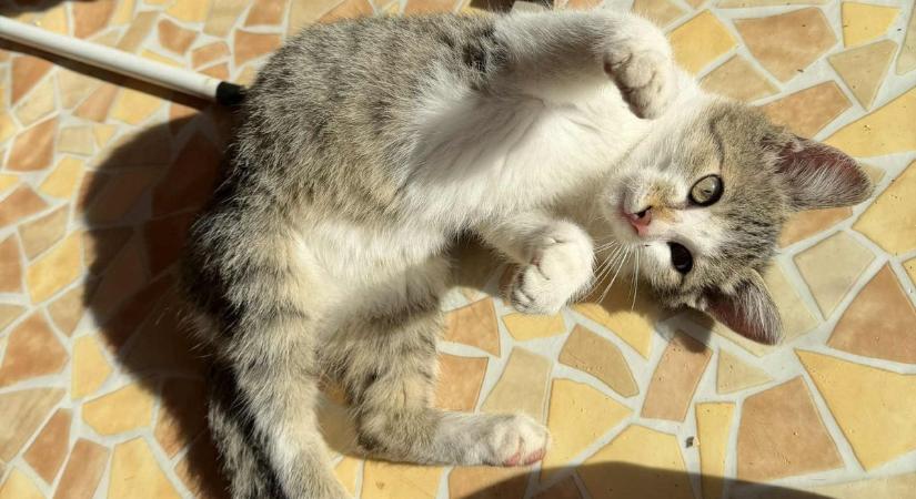 Két kedves szőrgombóc várja gazdáját – macskabarátok előnyben