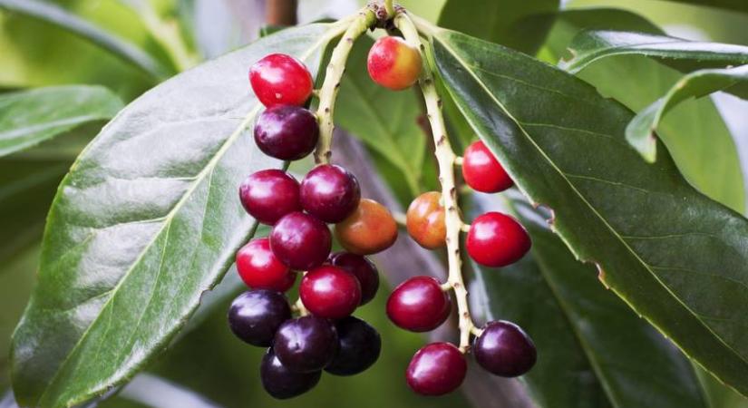 Rákkeltő ez a népszerű szobanövény: a Népegészségügyi Központ fontos listát tett közzé