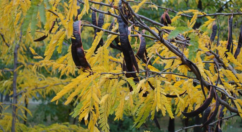Ingyen édesítőt találhatsz a hazai parkokban, egy fa termése adja