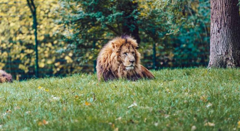 Azt hitték, hogy oroszlán kóborol az erdőben: el sem hiszed, milyen állat verte át az egész környéket