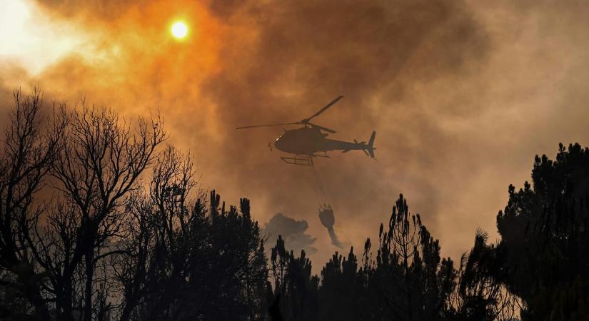 ENSZ-jelentés: bajban vannak az erdők, az elmúlt évtizedek eredményeit is bukhatja az emberiség