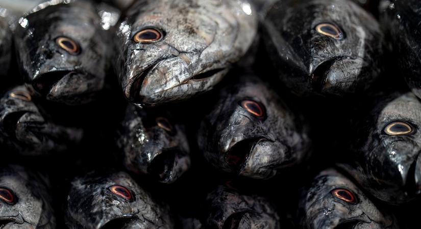 Megkezdte a Nébih a téli ellenőrzéseket