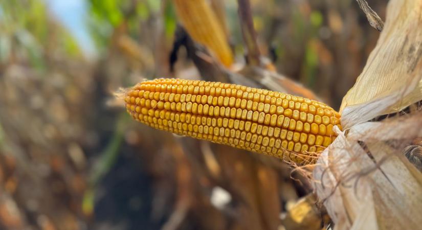 Kukoricatermesztés új szemléletben – DEKALB megoldások aszályos évjáratokra