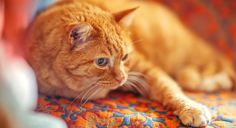 51 trükk, hogy meghosszabbítsd macskád élettartamát