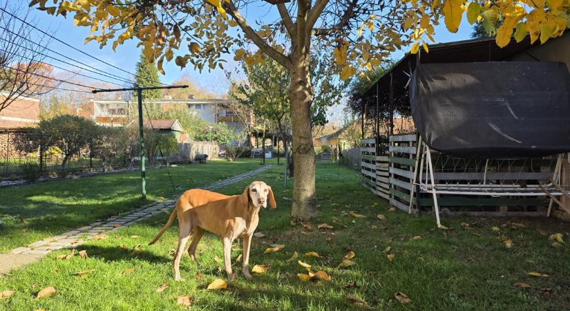 Bejglibe lehet, kutyának ne adjuk! Ezek a tünetek jelzik a mérgezést