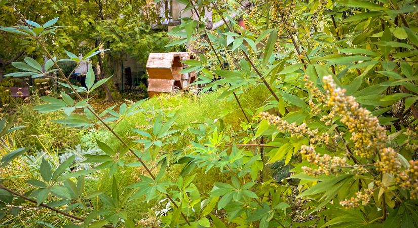 Égig érő fű a nagyváros betondzsungelében