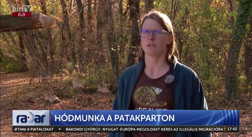 Hódok építkeznek Budapesten – A természet és a józan ész zseniális kompromisszuma  videó