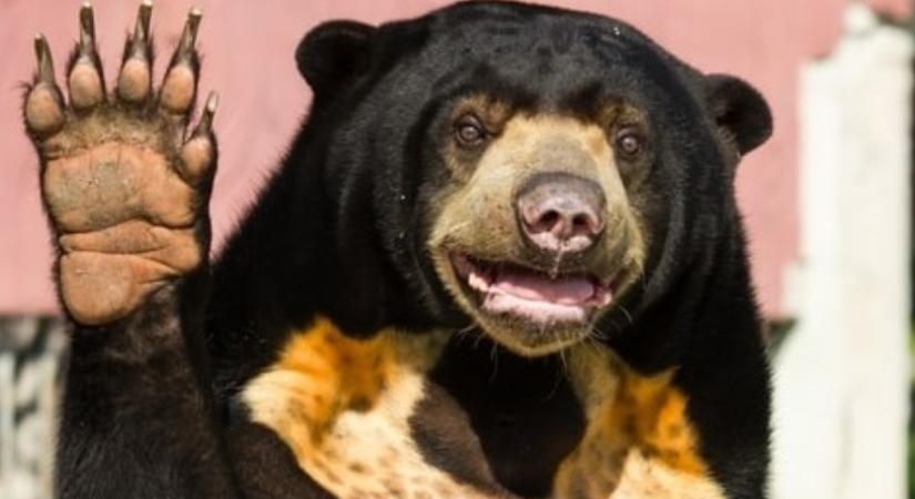 Japánban a katonaságot is bevetik a medvék ellen