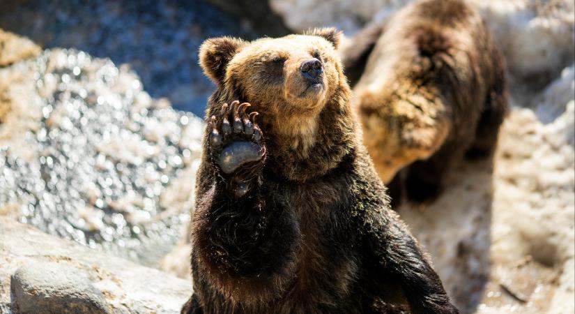 A katonaságot is be kell vetni a medvék ellen, annyira eldurvultak a támadások Japánban