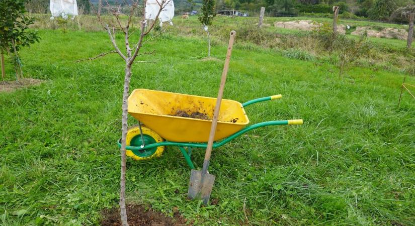 Ezt kell most tenned a gyümölcsfáiddal, hogy jövőre szép termés legyen