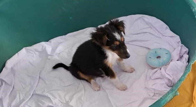 Siófokon gyógyulnak a kutyakölykök – borzalmas részletek derültek ki a tömeges állatmentésről