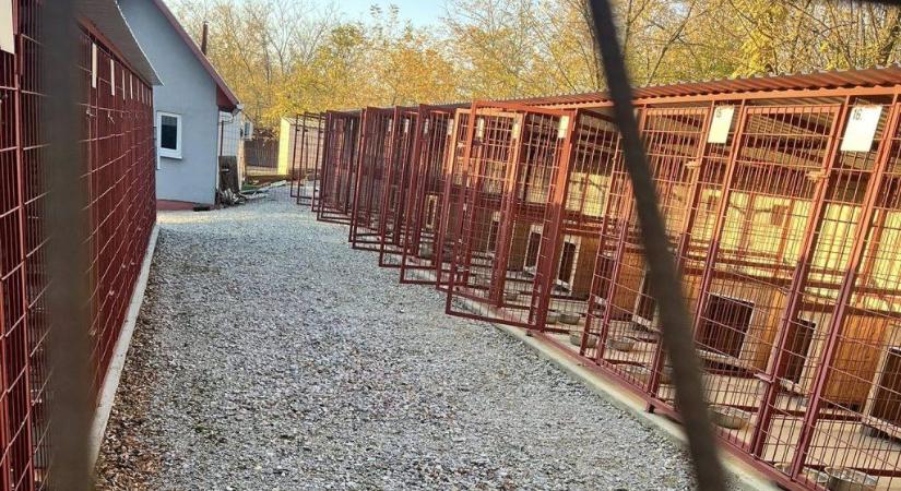 Halálra ítélt kutyák a hevesi gyepmesteri telepen, állatkínzás miatt indult eljárás