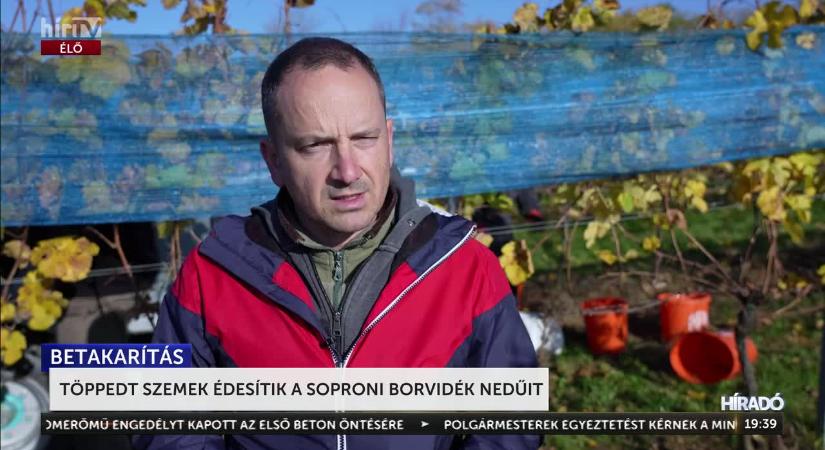 Elkezdődött a késői szüret a soproni borvidéken  videó