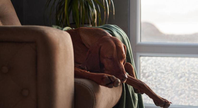 Meghalt a gazdi, de kinek a gondja az elárvult házi kedvenc? Változások a hagyatéki eljárásban