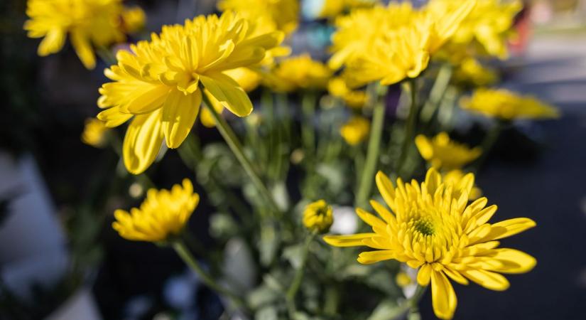 51 legszebb őszi növény - így lehet mesés a kerted