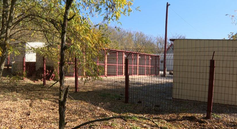 Borcsa, a kis tacskó túlélte a brutális hevesi állatkínzást  videó