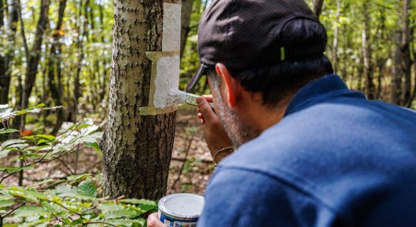 A megújult kék négyzet turistaút szebb, mint valaha