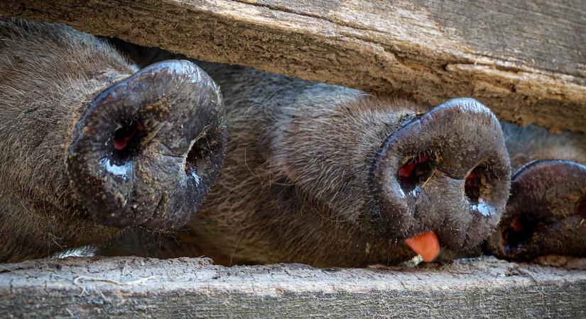 Legyengült, rühes, mozdulni képtelen állatokat találtak a besnyői horrortanyán