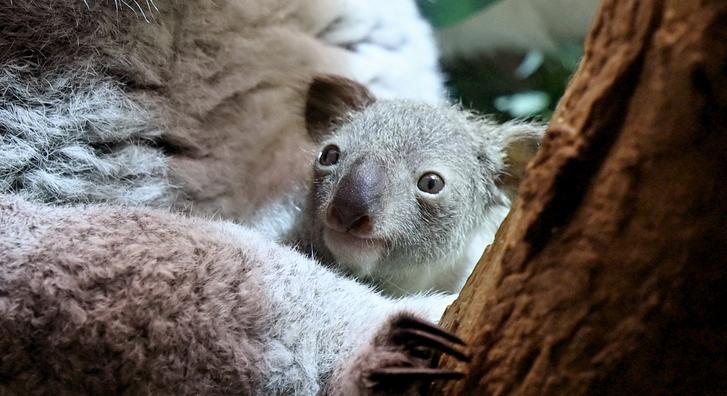 Új koalabébi született a lipcsei állatkertben