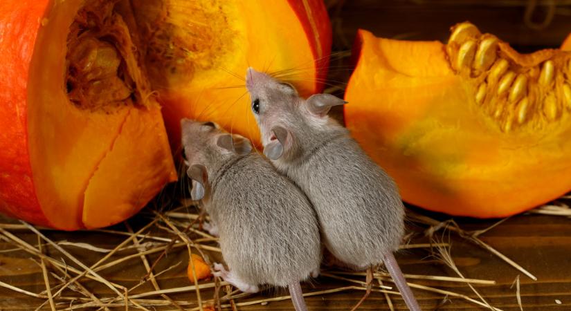 Nem kell irtószer: ezzel a filléres trükkel maguktól költöznek el a rágcsálók